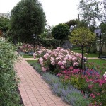 A garden maintained by Calary Gardens Mount Gambier