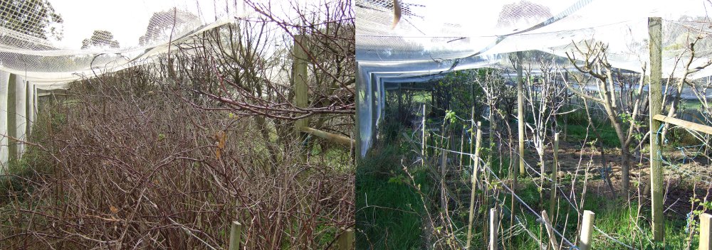 Garden Maintenance Mount Gambier Before and After
